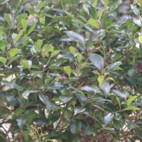 <i>Syzygium assimile</i>  Thwaites